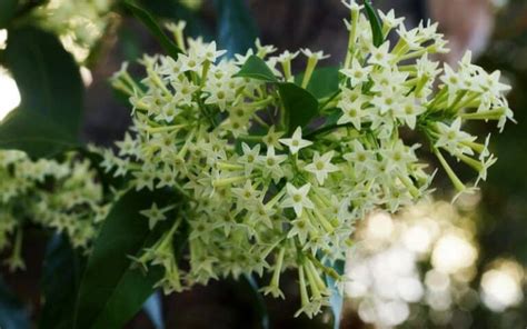 night blooming jasmine growing zone.